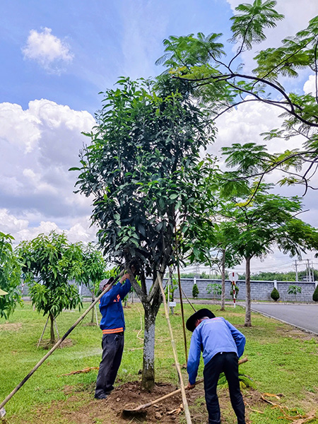 Trồng cây ăn quả